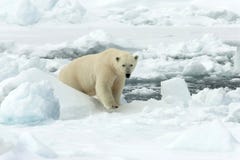 IJsbeer, Eisbär, Ursus maritimus stockfoto IJsbeer, Eisbär, Ursus maritimus stockfoto