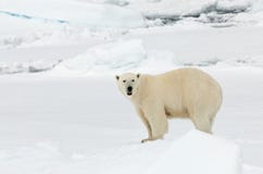 IJsbeer, niedźwiedź polarny, Ursus maritimus zdjęcia stock IJsbeer, niedźwiedź polarny, Ursus maritimus zdjęcia stock