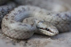 Il austriaca liscio di Coronella del serpente è specie non velenose di un colubrid trovate nordico ed in Europa centrale, ma anch immagini stock libere da diritti Il austriaca liscio di Coronella del serpente è specie non velenose di un colubrid trovate nordico ed in Europa centrale, ma anch immagini stock libere da diritti