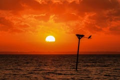 Il bagliore arancione morbido del tramonto profila il nido del falco pescatore Fotografia Stock Libera da Diritti Il bagliore arancione morbido del tramonto profila il nido del falco pescatore Fotografia Stock Libera da Diritti