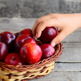 Il bambino prende una prugna da un canestro Prugne mature fresche in un canestro di vimini su una tavola di legno d'annata Alimen Fotografia Stock Il bambino prende una prugna da un canestro Prugne mature fresche in un canestro di vimini su una tavola di legno d'annata Alimen Fotografia Stock