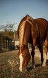 Il bello cavallo pasce il pascolo dell'alpeggio immagine stock Il bello cavallo pasce il pascolo dell'alpeggio immagine stock