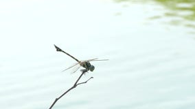 Il bello insetto della libellula che riposa sull'erba verde in lago il giorno di estate video d archivio Il bello insetto della libellula che riposa sull'erba verde in lago il giorno di estate video d archivio