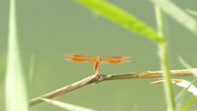 Il bello insetto della libellula che riposa sull'erba verde in lago il giorno di estate video d archivio Il bello insetto della libellula che riposa sull'erba verde in lago il giorno di estate video d archivio