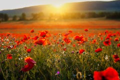 Il bello papavero di immagine sistema nel tramonto dell'estate dell'Italia immagine stock Il bello papavero di immagine sistema nel tramonto dell'estate dell'Italia immagine stock