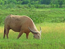 Il bufalo della Tailandia è un animale di conservazione da non essere estinto immagini stock libere da diritti Il bufalo della Tailandia è un animale di conservazione da non essere estinto immagini stock libere da diritti