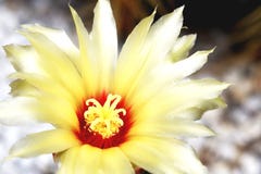 Il cactus giallo sta fiorendo in giardino fotografia stock libera da diritti Il cactus giallo sta fiorendo in giardino fotografia stock libera da diritti
