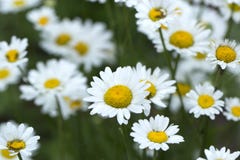 Il campo della camomilla fiorisce il confine Bella scena della natura con il bloo immagini stock Il campo della camomilla fiorisce il confine Bella scena della natura con il bloo immagini stock