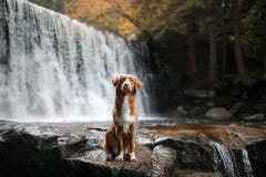 Il cane alla cascata Animale domestico sulla natura fuori della casa Poco profilo del cane del fiume fotografia stock libera da diritti Il cane alla cascata Animale domestico sulla natura fuori della casa Poco profilo del cane del fiume fotografia stock libera da diritti
