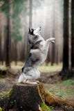 Il cane nel legno Husky siberiano immagine stock Il cane nel legno Husky siberiano immagine stock