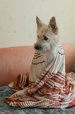 Il cane si è avvolto in una coperta che si siede sullo strato immagine stock Il cane si è avvolto in una coperta che si siede sullo strato immagine stock