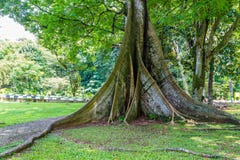 Il capoc treen in giardini botanici Kebun Raya in Bogor, Java ad ovest, immagine stock Il capoc treen in giardini botanici Kebun Raya in Bogor, Java ad ovest, immagine stock