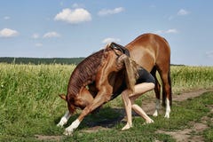 Il cavaliere della ragazza sta accanto al cavallo nel campo Il ritratto di modo di una donna e le giumente sono cavalli nel villa immagini stock libere da diritti Il cavaliere della ragazza sta accanto al cavallo nel campo Il ritratto di modo di una donna e le giumente sono cavalli nel villa immagini stock libere da diritti