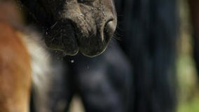 Il cavallo beve un'acqua, fine della testa di cavallo su fotografie stock Il cavallo beve un'acqua, fine della testa di cavallo su fotografie stock