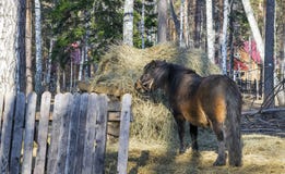 Il cavallo mangia il fieno Cavallo che pasce dietro il recinto fotografie stock libere da diritti Il cavallo mangia il fieno Cavallo che pasce dietro il recinto fotografie stock libere da diritti