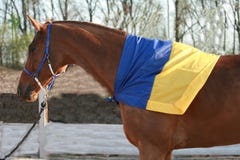 Il cavallo rosso è camminare, coperta di bandiera ucraina fotografia stock Il cavallo rosso è camminare, coperta di bandiera ucraina fotografia stock