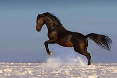 Il cavallo salta immagine stock libera da diritti Il cavallo salta immagine stock libera da diritti