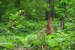 Il ceppo di albero circondato è vegetazione fotografia stock Il ceppo di albero circondato è vegetazione fotografia stock