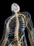 Il cervello ed il sistema nervoso illustrazione vettoriale Il cervello ed il sistema nervoso illustrazione vettoriale