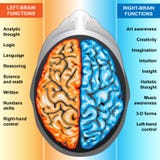 Il cervello umano a destra e a sinistra funziona royalty illustrazione gratis Il cervello umano a destra e a sinistra funziona royalty illustrazione gratis