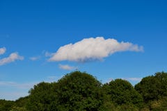 Il cielo blu con alcuni si rannuvola gli alberi verde scuro immagine stock Il cielo blu con alcuni si rannuvola gli alberi verde scuro immagine stock