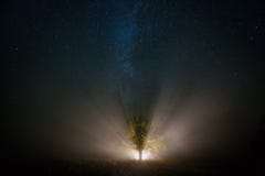 Il cielo stellato e l'albero magico si sono accesi dalla torcia fotografia stock Il cielo stellato e l'albero magico si sono accesi dalla torcia fotografia stock