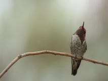 Il Colibri Di Anna Maschio Che Canta Su Una Pertica Stock Footage Video Di Colore Biologia 155784894