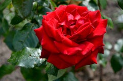 Il colore rosso è aumentato fotografie stock libere da diritti Il colore rosso è aumentato fotografie stock libere da diritti