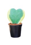 Il craib variopinto di kerrii di Hoya dei fiori o l'innamorato verde Hoya con il confine giallo nel cuore ha modellato i modelli fotografia stock libera da diritti Il craib variopinto di kerrii di Hoya dei fiori o l'innamorato verde Hoya con il confine giallo nel cuore ha modellato i modelli fotografia stock libera da diritti