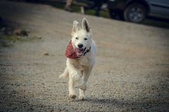 Il cucciolo del documentalista funziona al proprietario fotografie stock Il cucciolo del documentalista funziona al proprietario fotografie stock