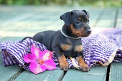 Il cucciolo del Pinscher miniatura fotografie stock libere da diritti Il cucciolo del Pinscher miniatura fotografie stock libere da diritti
