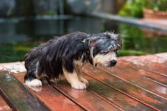 Il cucciolo prende un bagno fotografia stock libera da diritti Il cucciolo prende un bagno fotografia stock libera da diritti