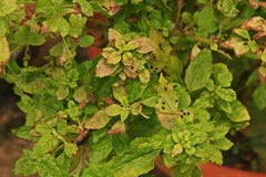 Il danno di basilico santo va dal succhiamento dell'insetto, insetto immagine stock Il danno di basilico santo va dal succhiamento dell'insetto, insetto immagine stock