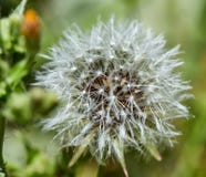 Il dente di leone fiorito in natura si sviluppa da erba verde immagine stock Il dente di leone fiorito in natura si sviluppa da erba verde immagine stock