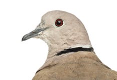 Il Eurasian ha messo un colletto la colomba, decaocto di Streptopelia fotografia stock libera da diritti Il Eurasian ha messo un colletto la colomba, decaocto di Streptopelia fotografia stock libera da diritti