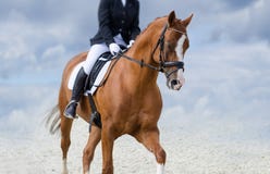 Il fascino del cavallo rosso fotografie stock Il fascino del cavallo rosso fotografie stock