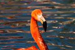Il fenicottero americano, ruber di Phoenicopterus ? grandi specie di fenicottero immagine stock libera da diritti Il fenicottero americano, ruber di Phoenicopterus ? grandi specie di fenicottero immagine stock libera da diritti
