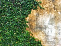 Il fico di strisciamento della pianta del fico o il pumila rampicante verde di ficus che cresce e coprire su cemento wallGreen la immagini stock libere da diritti Il fico di strisciamento della pianta del fico o il pumila rampicante verde di ficus che cresce e coprire su cemento wallGreen la immagini stock libere da diritti