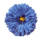 Il fiore blu, bianco ha isolato il fondo con il percorso di ritaglio closeup fotografie stock Il fiore blu, bianco ha isolato il fondo con il percorso di ritaglio closeup fotografie stock