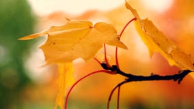 Il fogliame di autunno Il fogliame di autunno