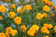 Il fondo dell'estate con la crescita fiorisce la calendula, tagete fotografia stock Il fondo dell'estate con la crescita fiorisce la calendula, tagete fotografia stock