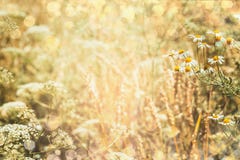 Il fondo della natura dell'estate con il campo e le margherite fiorisce fotografia stock Il fondo della natura dell'estate con il campo e le margherite fiorisce fotografia stock