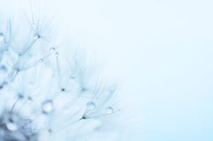 Il fondo floreale astratto blu, primo piano del dente di leone fiorisce immagine stock libera da diritti Il fondo floreale astratto blu, primo piano del dente di leone fiorisce immagine stock libera da diritti