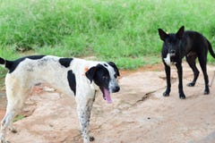 Il fronte in bianco e nero del cane, si chiude sul cane tailandese, fine tailandese del cane su fotografia stock libera da diritti Il fronte in bianco e nero del cane, si chiude sul cane tailandese, fine tailandese del cane su fotografia stock libera da diritti