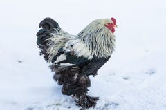 Il gallo adulto cammina nella neve fredda Fotografia Stock Libera da Diritti Il gallo adulto cammina nella neve fredda Fotografia Stock Libera da Diritti