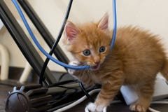 Il gattino dello zenzero mastica il cavo primo piano, luce morbida immagini stock libere da diritti Il gattino dello zenzero mastica il cavo primo piano, luce morbida immagini stock libere da diritti