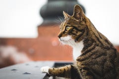 Il gatto maschio della tigre sta esaminando il parapetto fotografia stock libera da diritti Il gatto maschio della tigre sta esaminando il parapetto fotografia stock libera da diritti