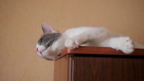 Il gatto sta trovandosi sul gabinetto Il gatto sta trovandosi sul gabinetto