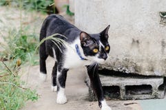 Il gatto a strisce in bianco e nero sta guardando qualcosa mangiare di mattina fotografia stock Il gatto a strisce in bianco e nero sta guardando qualcosa mangiare di mattina fotografia stock
