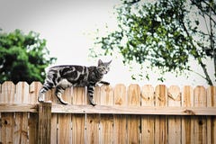 Il gatto sul recinto Il gatto sul recinto